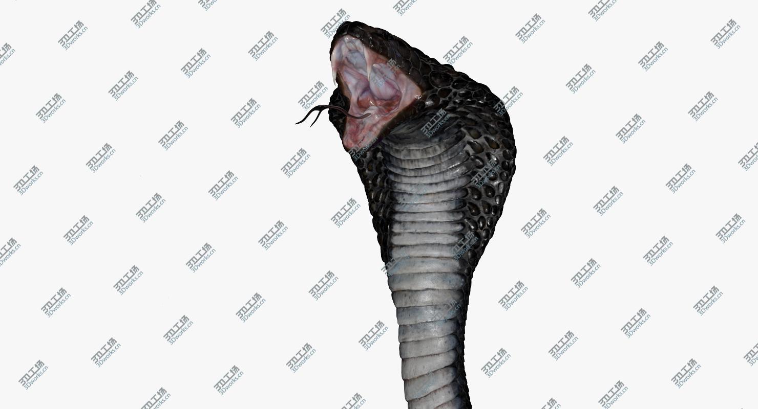 images/goods_img/202104022/Cobra Snake Rigged 3D/4.jpg